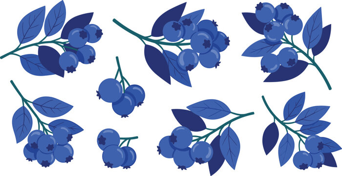Blueberry branches vector set. Fresh berry clusters with leaves in flat style. Organic blueberry elements for healthy food design, farm packaging and natural product branding.