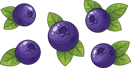 Blueberry fruit vector set with leaves. Fresh ripe blueberries isolated. Organic berry elements for healthy food design, farm packaging and natural ingredient branding. © HELEN QUEEN