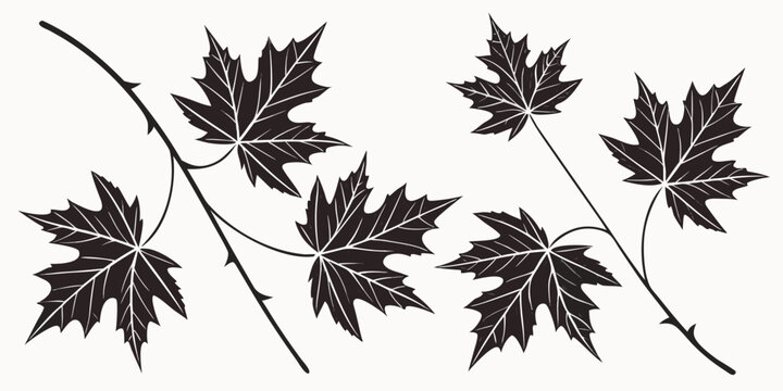 Black maple leaves on a branch