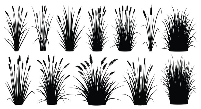 A collection of silhouettes depicting various wetland plants and grasses against a plain white background high quality professional detailed