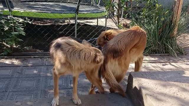 Stock video of two dogs mating during mating season