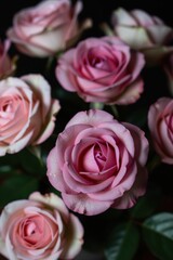 Obraz premium Roses in a dense bouquet feature soft pink petals. Pink flowers are captured in a close-up macro shot. Bouquet of pink roses showcases fresh green leaves. 