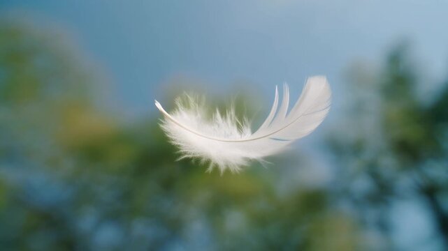 Ethereal white feather suspended in mid-air, bathed in soft natural light, conveying a sense of serenity, weightlessness, and natural beauty against a blurred backdrop