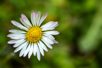 Fototapeta premium Delicate Daisy Bloom