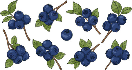 Blueberry branch vector set. Fresh wild blueberries with green leaves and stems. Organic berry clusters illustration collection. © HELEN QUEEN