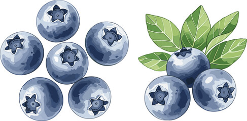 Blueberry fruit vector set. Fresh ripe blueberries with green leaves. Juicy organic berry illustration isolated design. © HELEN QUEEN