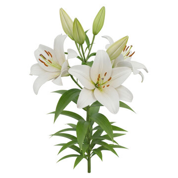 White Easter lilies with green leaves and buds on transparent background lily flower