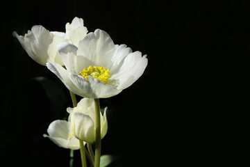 Fototapeta premium White wood anemone flowers (Anemone sylvestris) on a black background. Copy space.