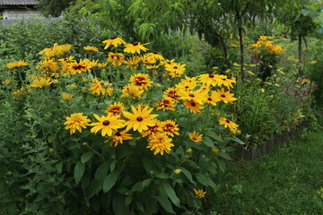 Obraz premium A bush of yellow rudbeckia flowers in the garden.