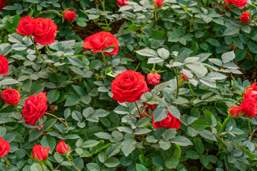 Beautiful roses in garden, roses for Valentine Day.