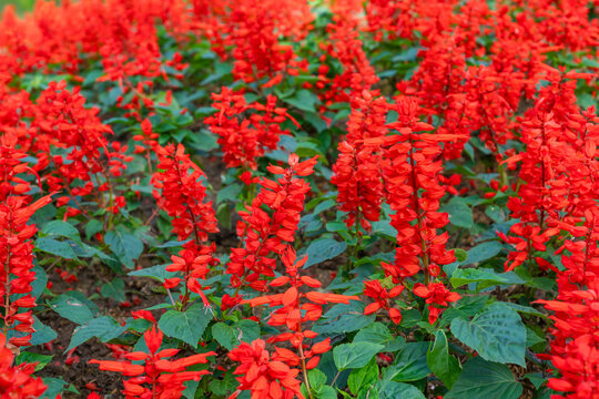 Red Salvia splendens Vista Red blooming in the flowerbed.