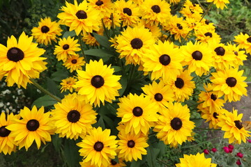 Fototapeta premium Yellow rudbeckia flowers in the garden. Autumn flowers.