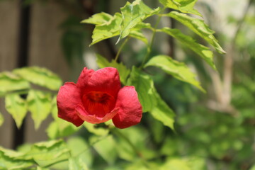 Red Trumpet Vine (Campsis radicans) flower in the garden.