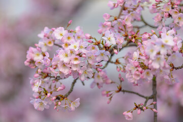 Obraz premium Selective focus of beautiful white-pink cherry blossoms in full bloom on tree under sunlight, Branches of Sakura flowers during spring season, Natural floral background, Abstract flora pattern texture