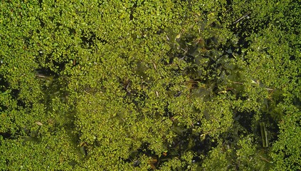 Obraz premium Floating dense mat of duckweed covering shallow pond surface, with leaves, twigs, dark water