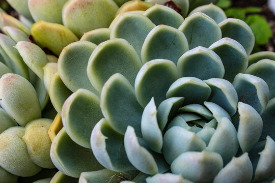 Close-up of a pale blue-green Echeveria elegans succulent rosette. Mexican Snowball with thick, spoon-shaped leaves and powdery white farina coating. Symmetrical pattern. Abstract garden background.