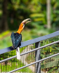 A Blyth's Hornbill © YK