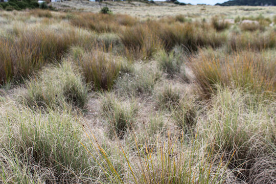 Coastal tussock grass growing in bunches. Sandy dunes under a soft sky. Oceania ecosystem. South Pacific environment. 