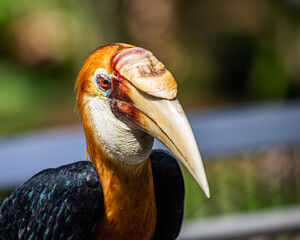 A Blyth's Hornbill © YK