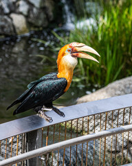 A Blyth's Hornbill © YK