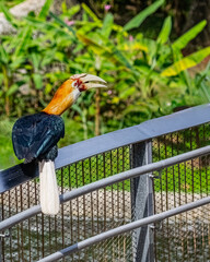 A Blyth's Hornbill © YK