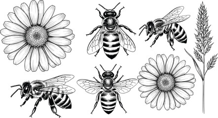 Honey bee and daisy flower illustration set, botanical pollination insect vector collection with chamomile bloom isolated on white background © Mehedi