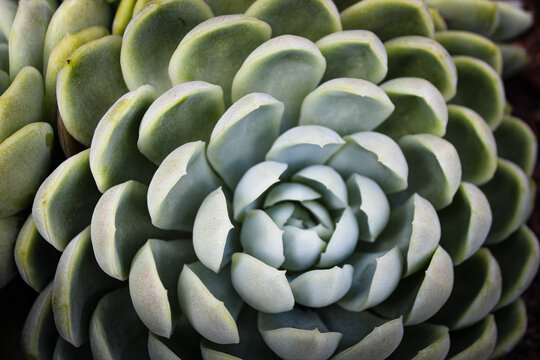 macro close-up of succulent. Echeveria elegans cultivar. Beautiful green plant background with texture and contrast. Fibonacci sequence in nature