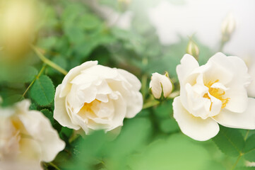 Obraz premium Elegant garden summer bloom with white rose blossom