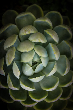 Close-up of an Echeveria succulent. Echeveria elegans cultivar, commonly known as "Mexican Snowball. Beautiful green plant background with texture and contrast. Fibonacci sequence in nature