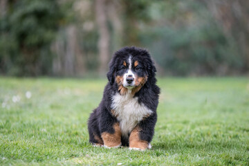 Portrait d'un jeune chiot bouvier bernois dans l'herbe, photo canin