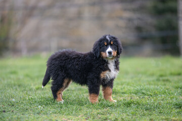 Portrait d'un jeune chiot bouvier bernois dans l'herbe, photo canin
