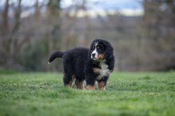 Portrait d'un jeune chiot bouvier bernois dans l'herbe, photo canin