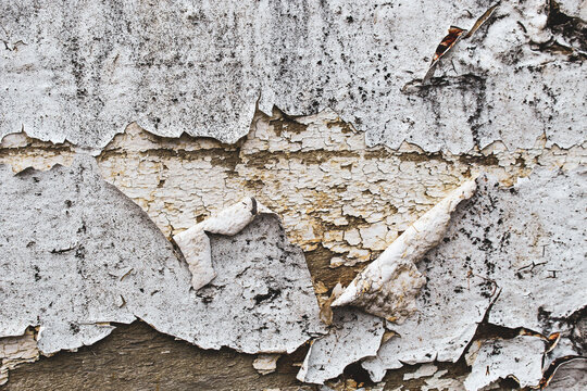 Old, weathered white paint peeling and cracking off a wood wall or fence, revealing a gray surface underneath. Abstract texture background with copy space.