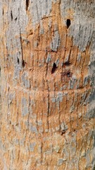 Close up of a textured tree bark with natural patterns and colors