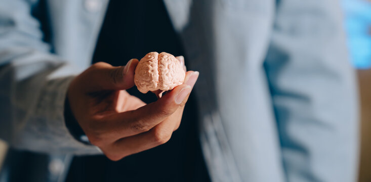 Miniature brain model hand holding brain human brain replica cognitive concept mental health neuroscience education tool close up person with brain thinking symbol medical model anatomy psychology