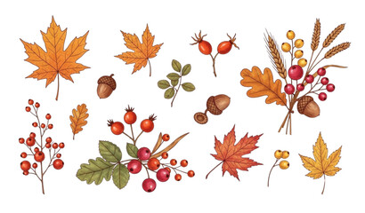 A colorful illustration of various autumn leaves and berries on a white background © Mstshneha