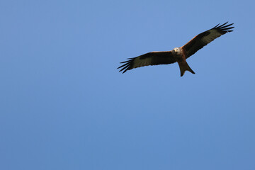 Rotmilan im Gleitflug