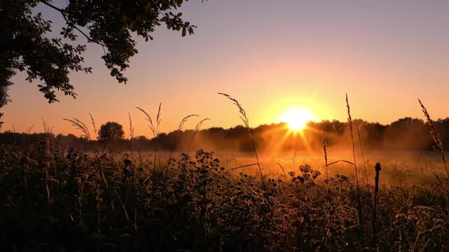 Experience the breathtaking beauty of a serene natural landscape at dawn or dusk, featuring a golden sun rising or setting over a tranquil field. Ethereal mist gently rolls across the dewy grasses, si