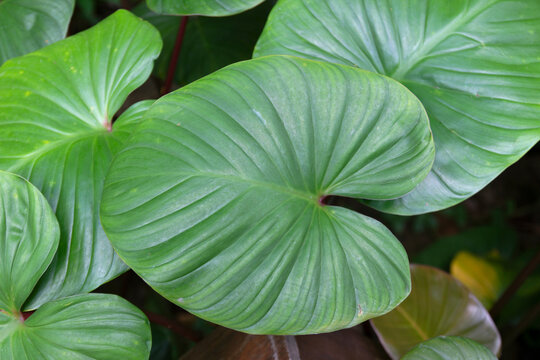 homalomena rubescens have big size with fresh evergreen color leaves in tropical forest.