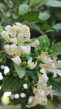 Beautiful kemuning flowers (Murraya paniculata) blooming with small white petals and fragrant aroma in tropical garden environment.