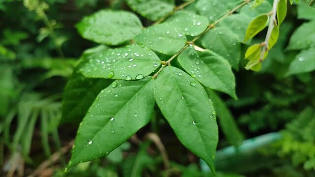 Fresh starfruit tree leaves with natural green texture, showing tropical foliage detail in garden environment.
