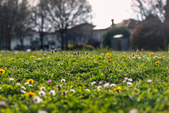 Verde prato fiorito in primavera con case ed alberi sullo sfondo
