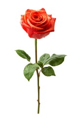 Fototapeta premium Rose. Beautiful flower on a neutral transparent background. Popular natural background, flora, object, feelings, love. For designers, marketers.