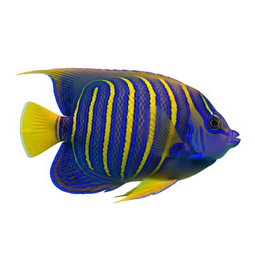 Stunning tropical reef fish featuring electric blue patterns and bright yellow fins against a clean, minimalist white studio backdrop.