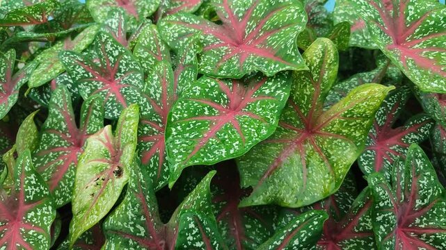 Caladium leaves with vibrant patterns and colorful textures, showing ornamental tropical foliage in natural environment.