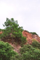 Fototapeta premium Abstract nature background with wall of rock, sky and crowns of forest