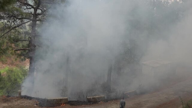 Smoke rising after forest fire in pine forest, wildfire aftermath