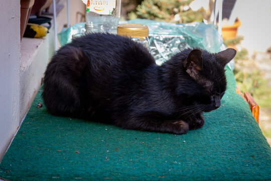 Black cat resting on green outdoor mat