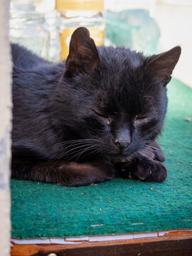 Close up of black cat resting on green mat