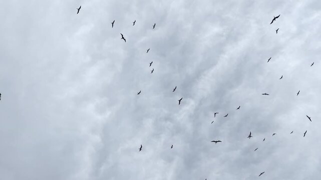 Lesser frigatebirds, Fregata ariel, soar in a cloudy sky above a remote island in Fiji. 